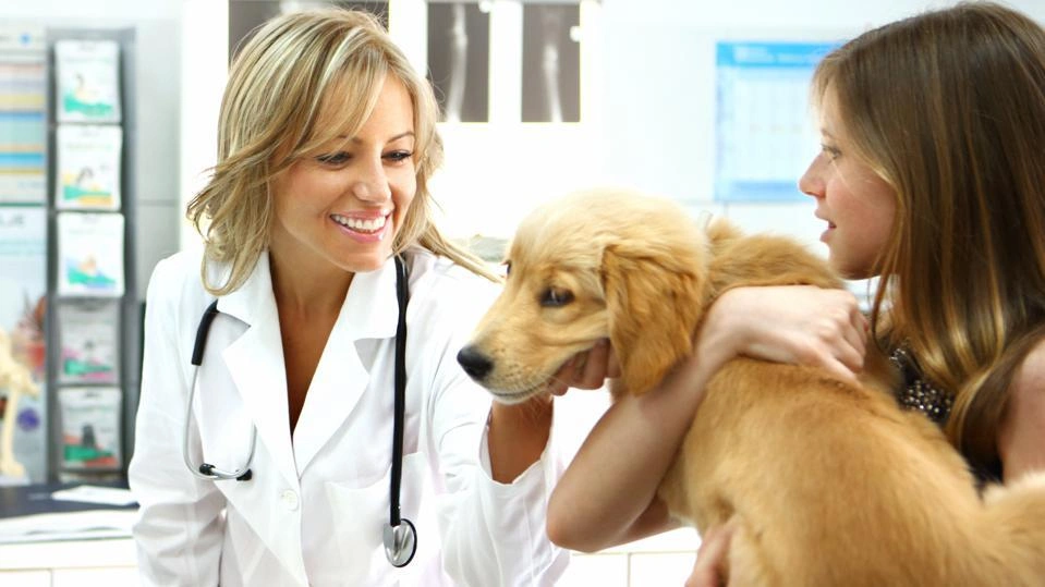 What Is Pet Insurance?