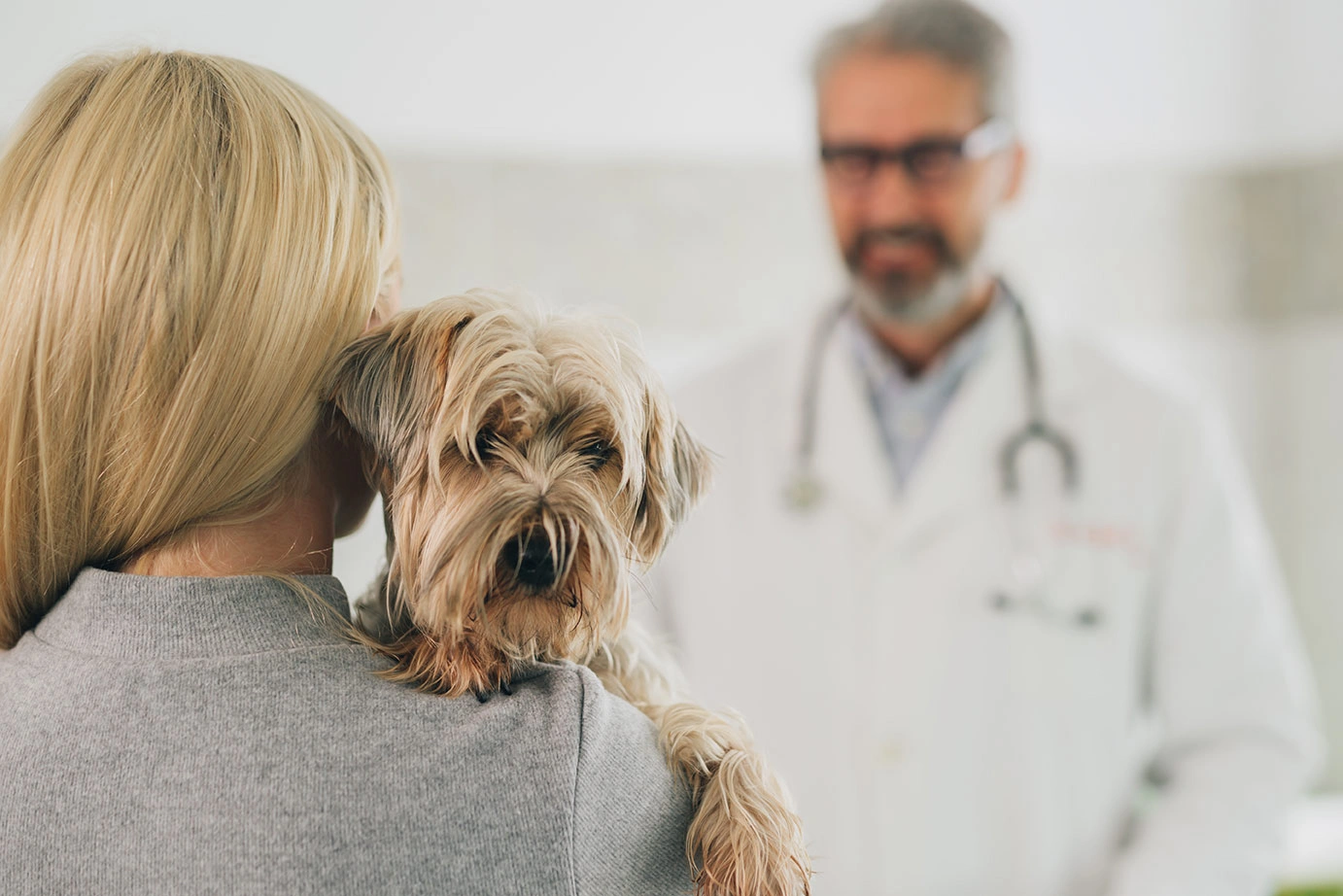 How Pet Insurance Works