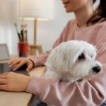 Pet Insurance for Dogs