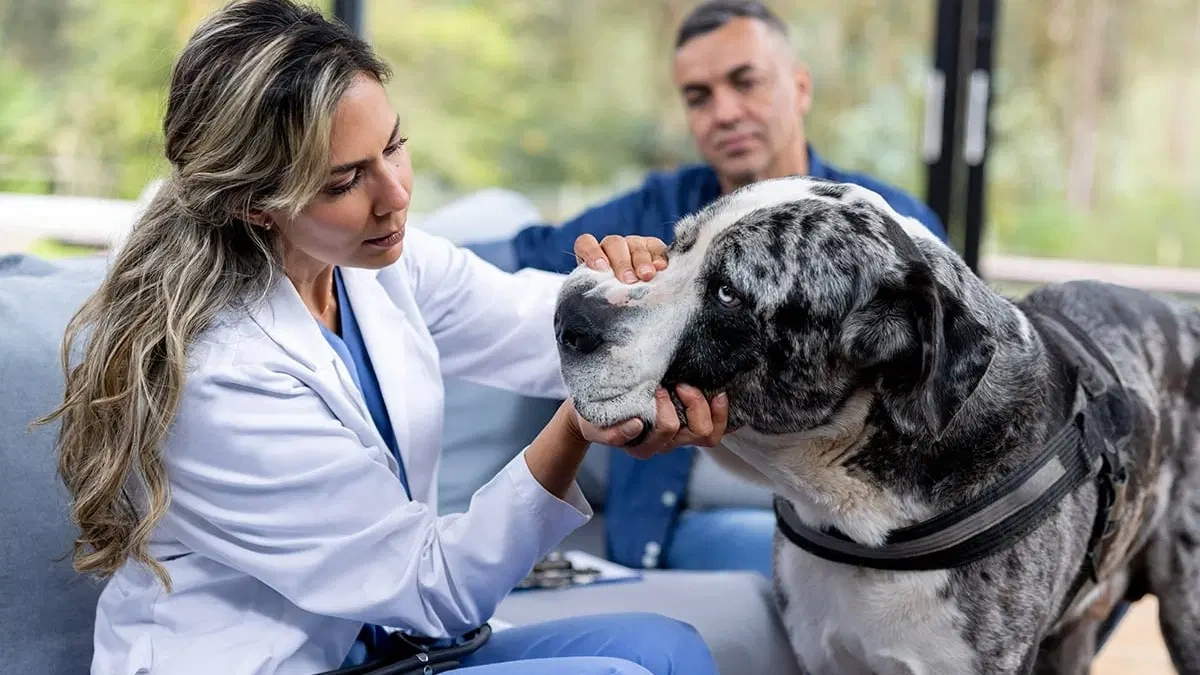 What is Not Covered by Pet Insurance?