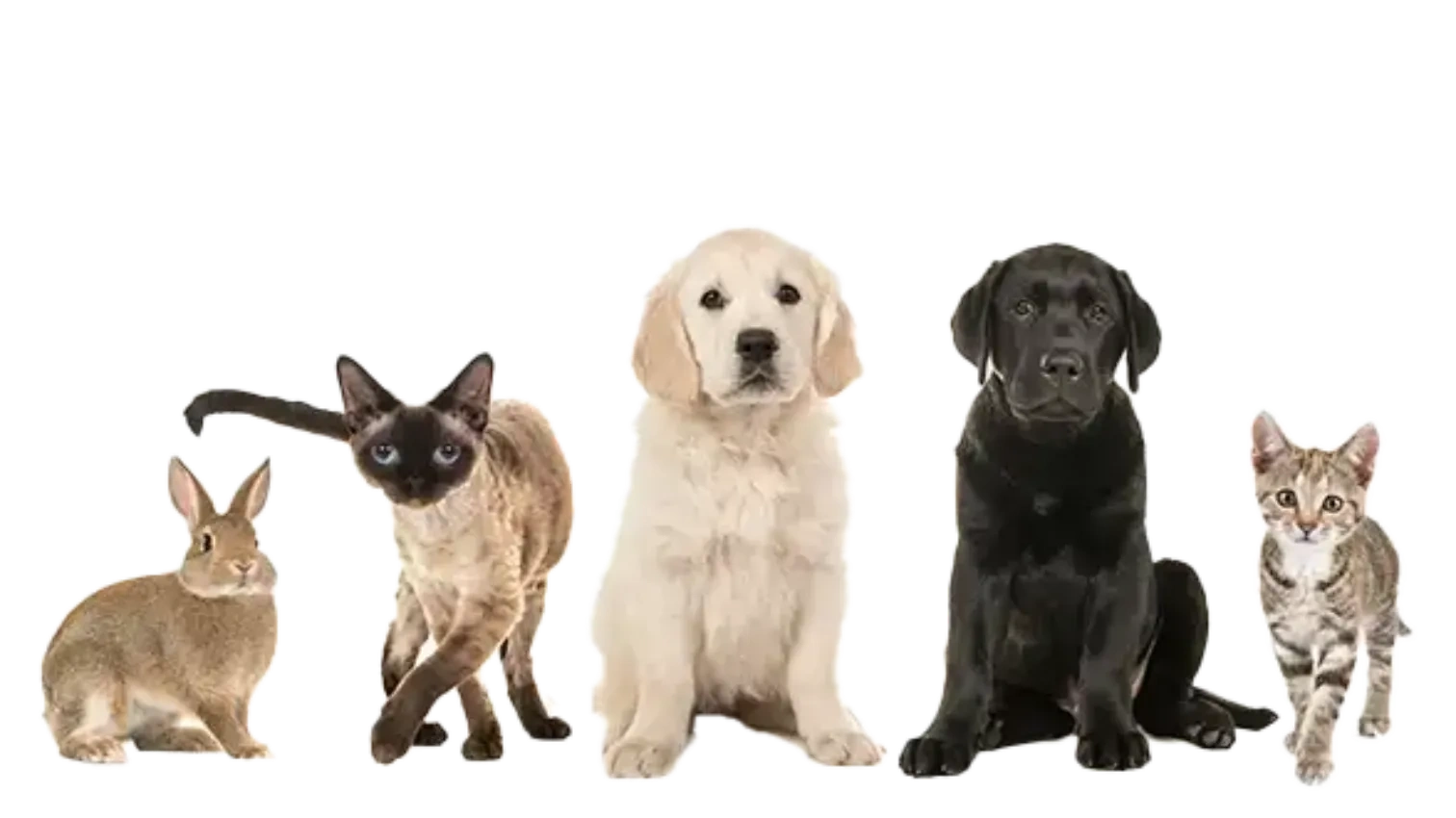 Types of Pet Insurance Coverage