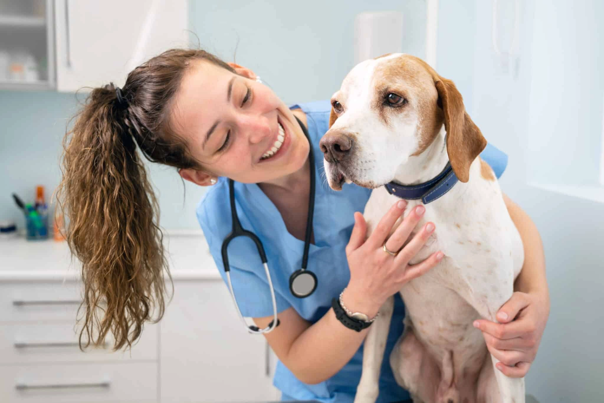How Pet Insurance Works