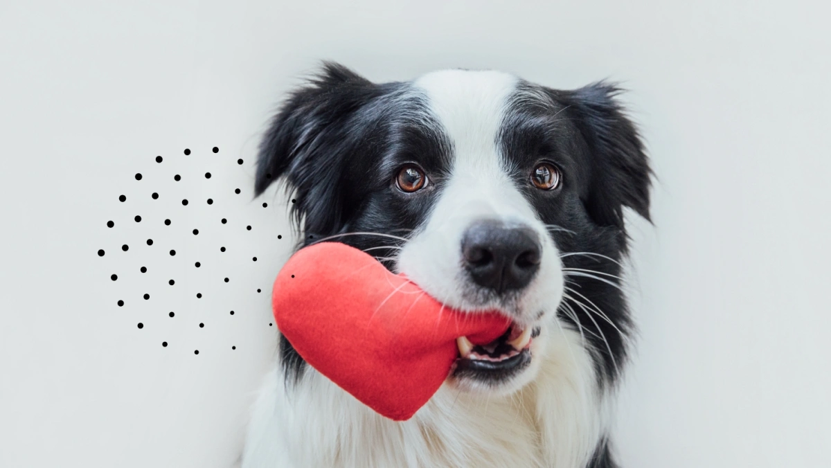 Benefits of Having Dog Insurance