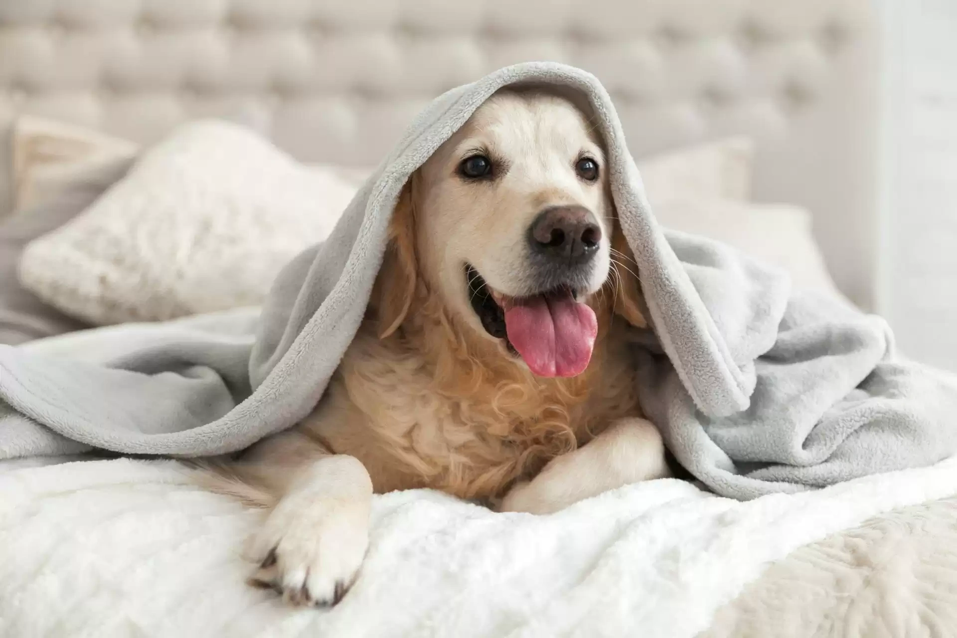 Types of Dog Insurance Plans