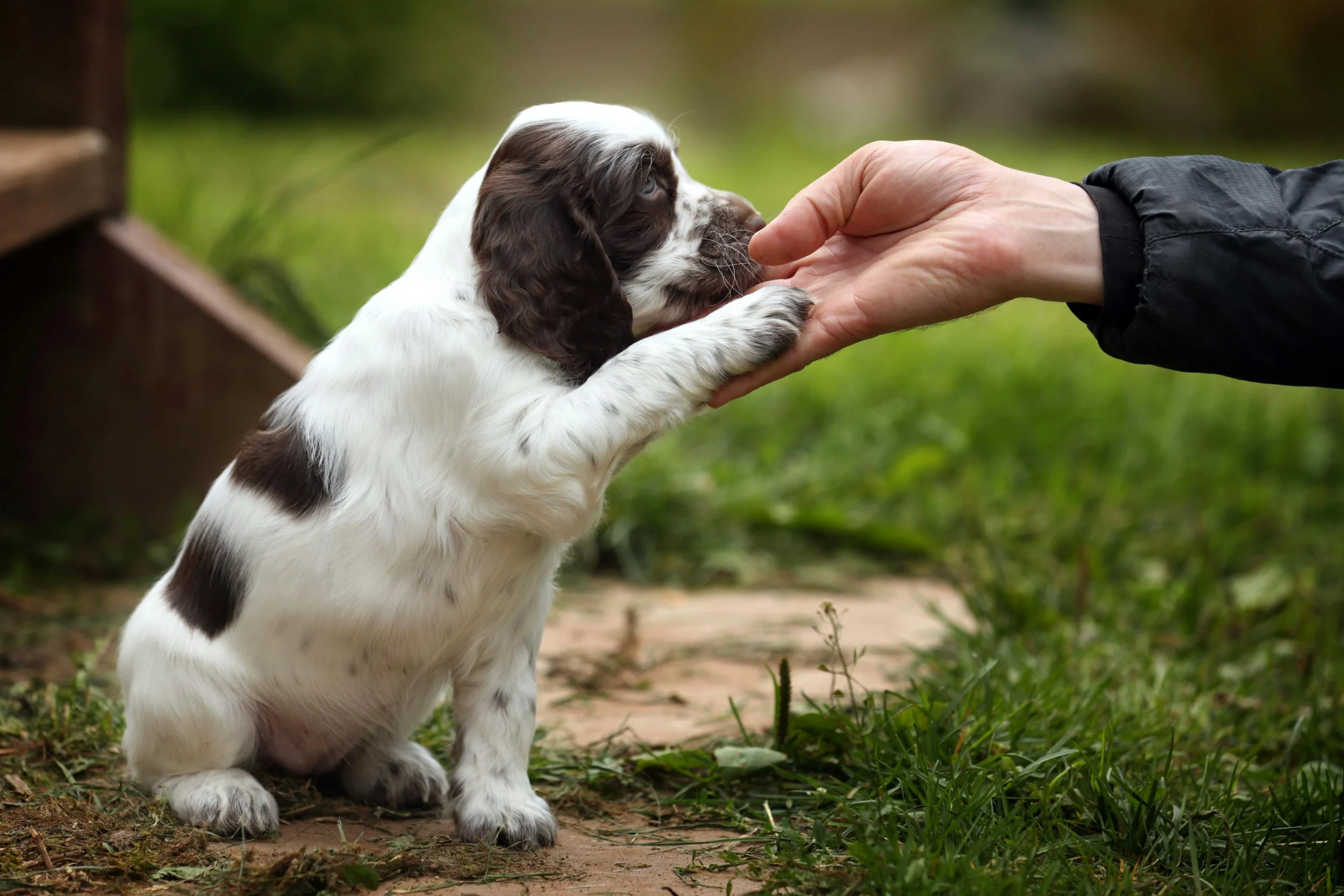 Alternatives to Pet Insurance