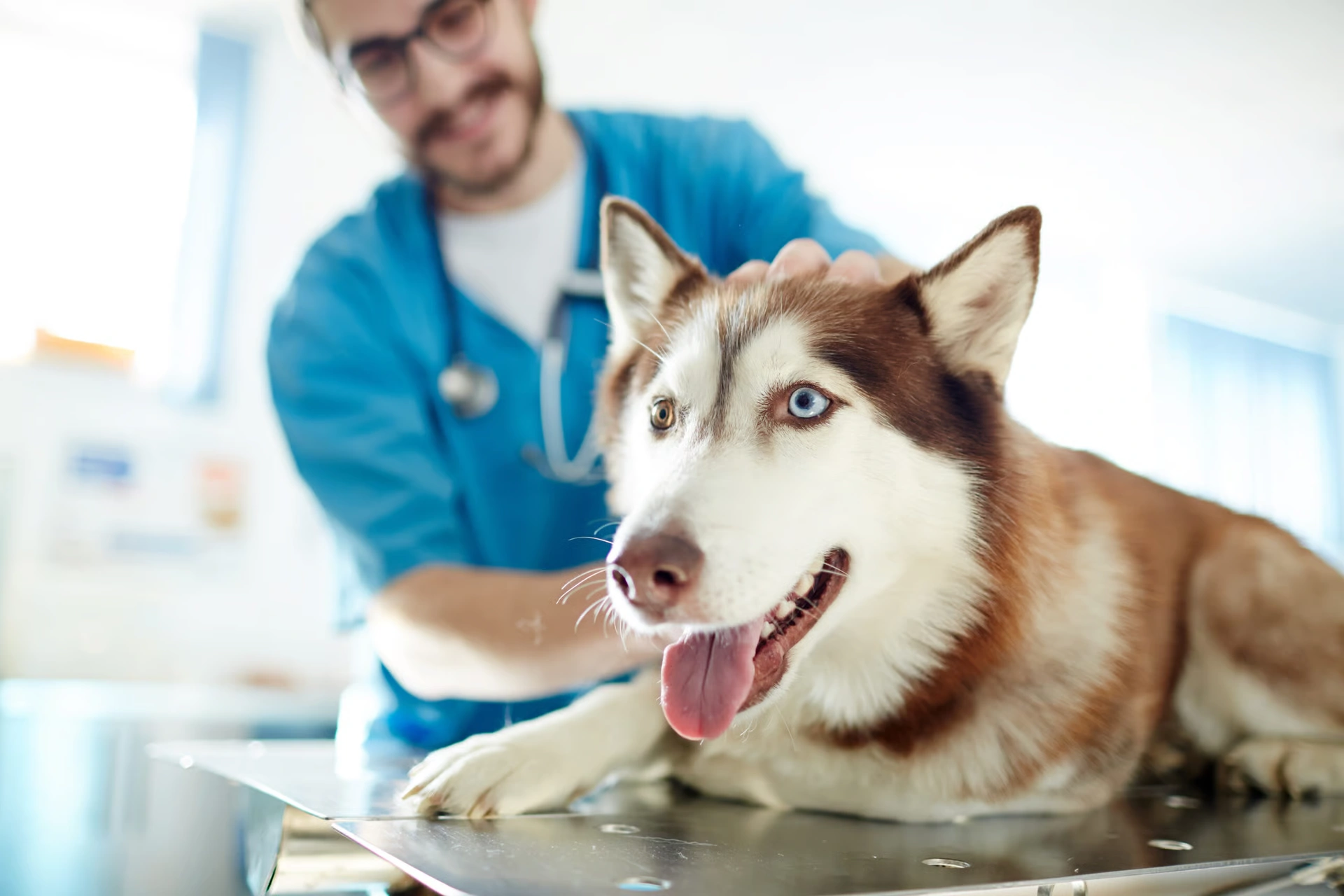 Top Affordable Pet Insurance Providers