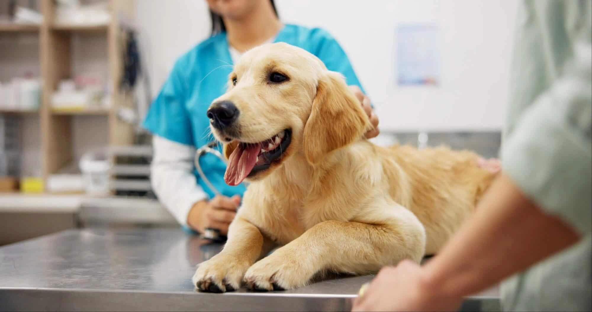 What is Pet Insurance?