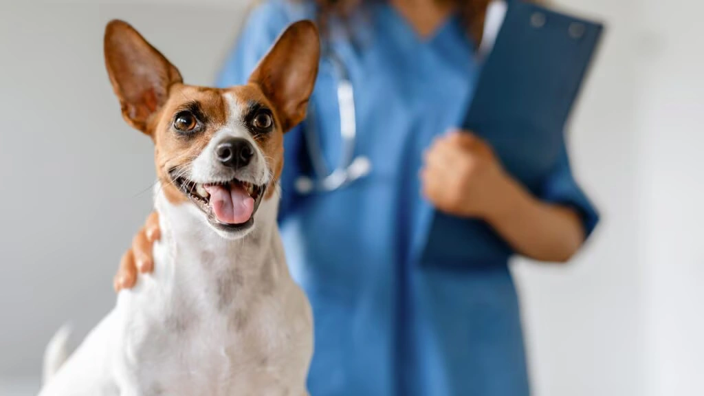 What Does Pet Insurance Cover?