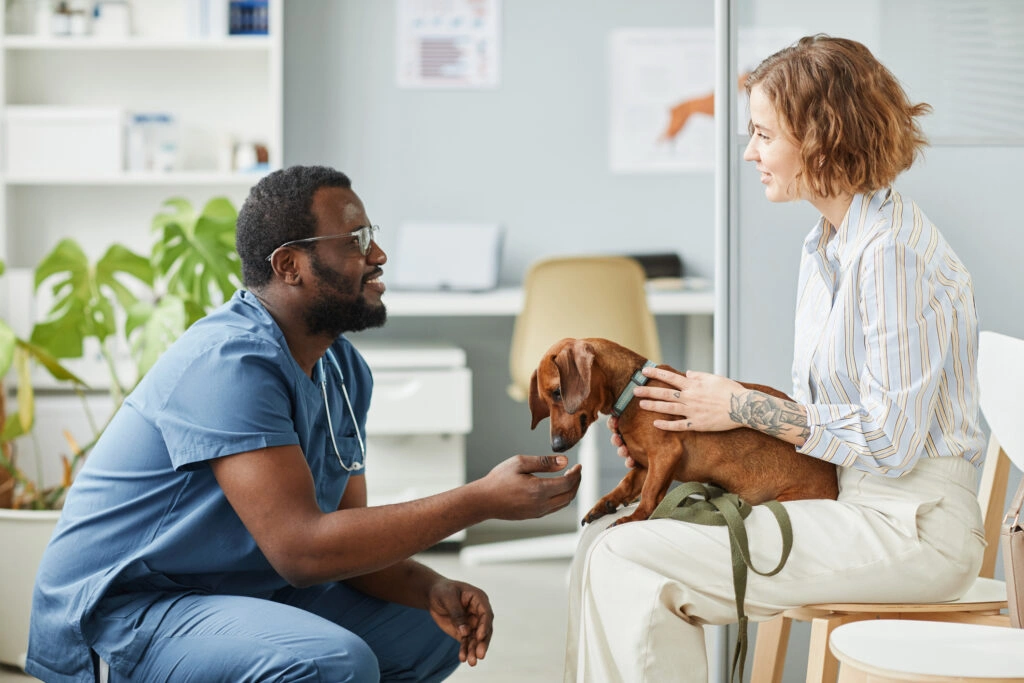 How Pet Insurance Works: Step by Step